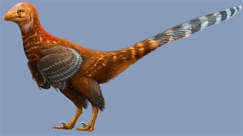 Scientists discover feathered dinosaur provides more clues to evolution of birds | CBC News