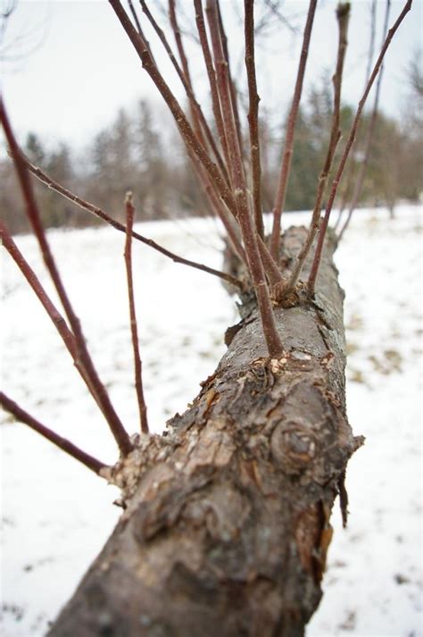 43 best images about Pruning fruit trees on Pinterest | Tree pruning ...