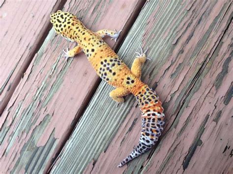 27 Most Popular Leopard Gecko Morphs (With Pictures 🦎)