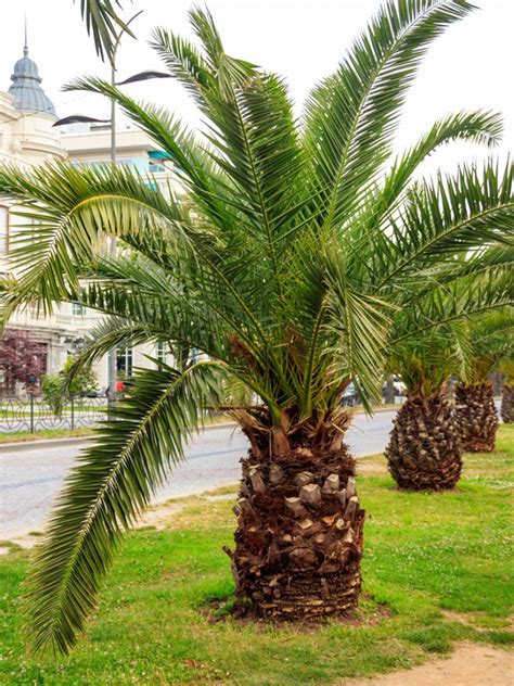 Small Palm Trees - Learn About Different Types Of Miniature Palm Trees ...