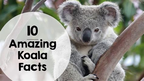 Koala Habitat Facts For Kids | Kids Matttroy