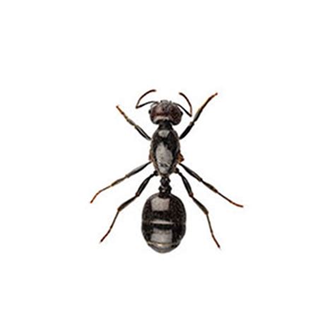 Little Black Ant Identification & Info | Arrow Exterminating Company ...