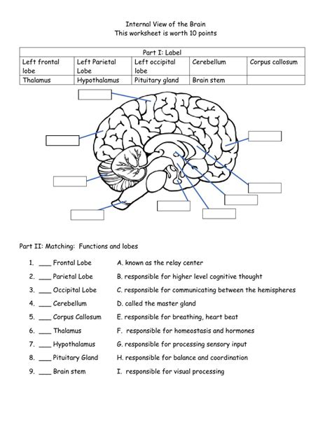 Human Brain Anatomy Worksheet | Anatomy Worksheets