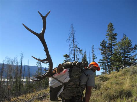 Colorado Bull Elk - Elk Hunting - CouesWhitetail.com Discussion forum