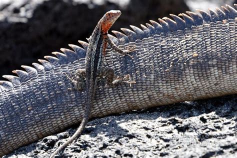 Ecuador Wildlife – Ramdas Iyer Photography