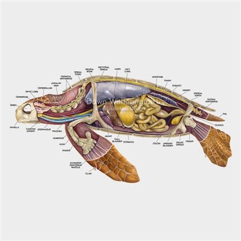 Loggerhead sea turtle anatomy | Animal science, Loggerhead sea turtle ...