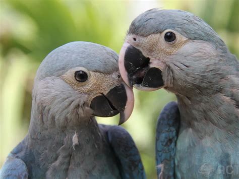 Spix’s Macaw, Star of “Rio,” Spotted in the Wild for the First Time in ...