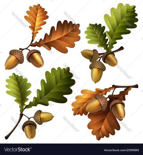 Oak branch with acorns and Royalty Free Vector Image | Acorn, Botanical, Trees to plant