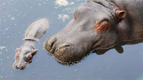 WATCH — Newborn hippo bonds with mom | videoclip | Kids News