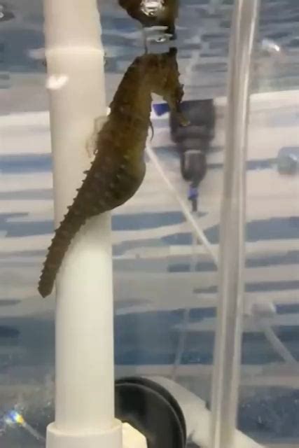 🔥 Seahorse gives birth : r/NatureIsFuckingLit