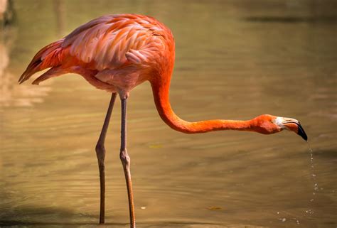 Pink Flamingos Return to the Everglades - Captain Mitch's * Everglades Airboat rides