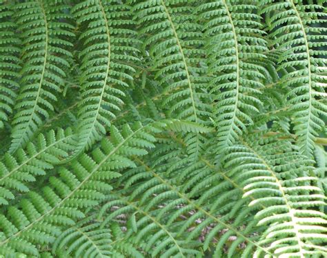 Fern fronds 1 Free Photo Download | FreeImages