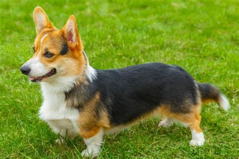 20 Reasons Why You Need A Corgi • helloBARK!