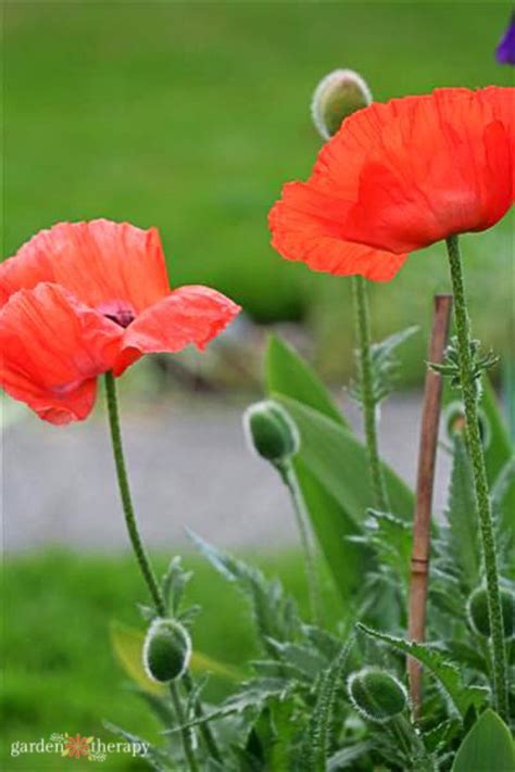 6 Must-Know Poppies + How to Grow these Pretty Poppy Flowers from Seed - Garden Therapy