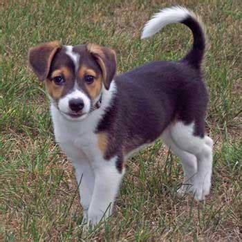 Are Corgi Beagle Mix Pups Really Great Family Pets For New Owners?