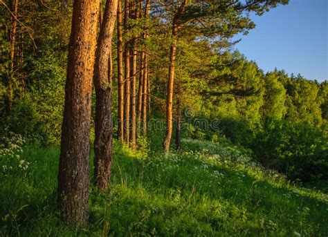 Pine forest at sunset stock photo. Image of tree, setting - 126786182