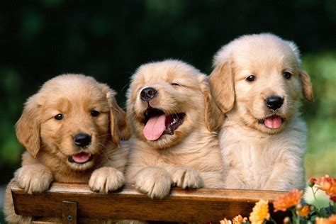 Wallpaper Of Cute Puppies