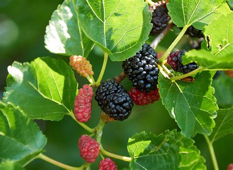 Mulberry | Description, Uses, & Major Species | Britannica