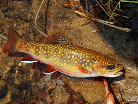 Small Stream Reflections: Wild Brook Trout, Bombers and Buggers