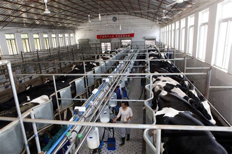 China is not a cheap place to produce milk - Dairy Global