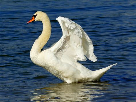 Swan River Bird Water · Free photo on Pixabay