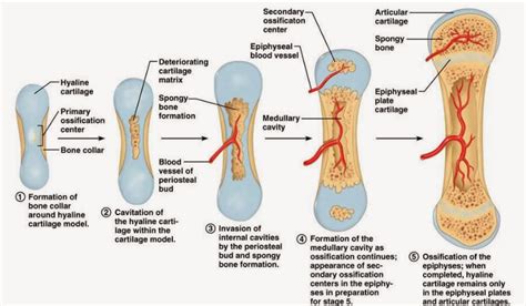 Pin on BONE DEVELOPMENT & GROWTH