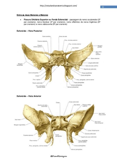 ESFENOIDES esquema de hueso - Docsity