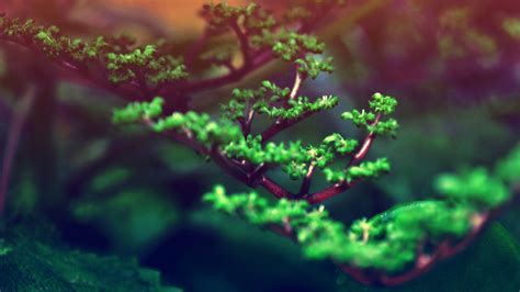 Bonsai Tree Wallpapers - Top Free Bonsai Tree Backgrounds - WallpaperAccess