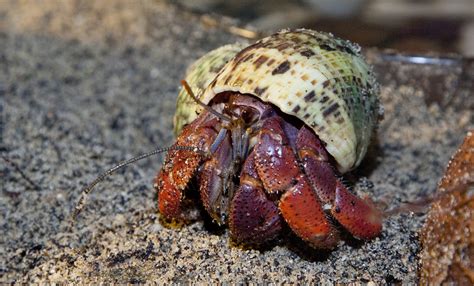 Land hermit crab | Smithsonian's National Zoo and Conservation Biology Institute