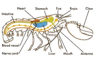 Spiny Lobster - Digestive Systems in Relation to Phylums