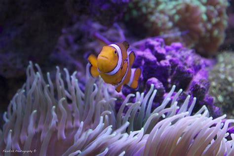 Nemo? No, this is Larry. | After the release of the movie "F… | Flickr