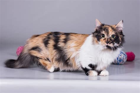 Calico Munchkin Cat: Info, Pictures, Facts & History - Catster