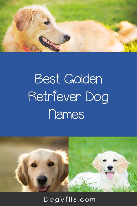 100 Amazing Golden Retriever Dog Names - DogVills in 2020 | Dog names ...