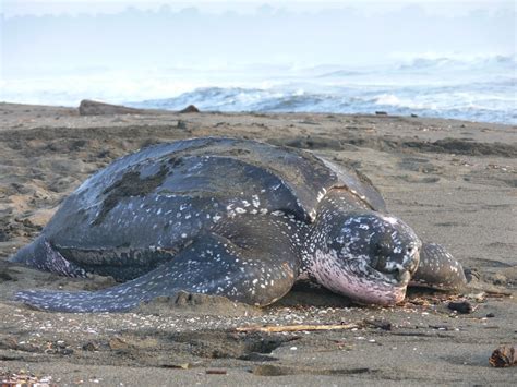 The Leatherback Sea Turtle | Amazing Animal All Facts | The Wildlife