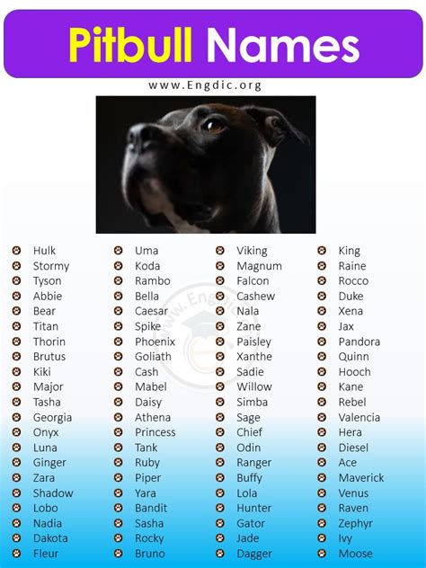 500+ Best Unique Pitbull Names (Male, Female) | Pitbull names, Dog names, Pitbulls