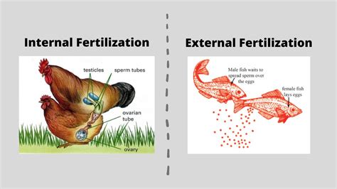 Fertilization In Animals