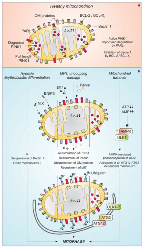 Mechanisms of mitophagy | Download Scientific Diagram