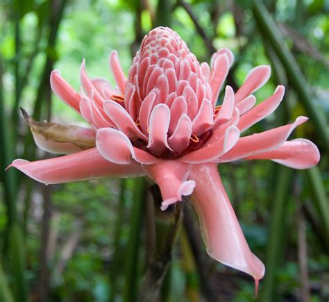 18+ Growing Ginger Plants Flowers