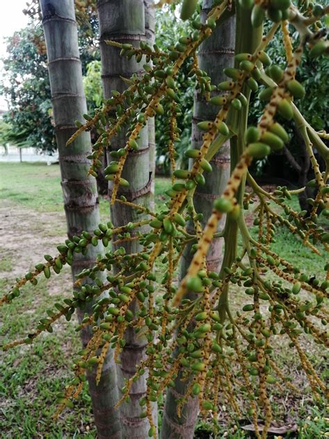 tree seeds green nature fruit 9804872 Stock Photo at Vecteezy