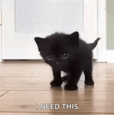 Cat Walking GIF - Cat Walking Cute - Discover & Share GIFs