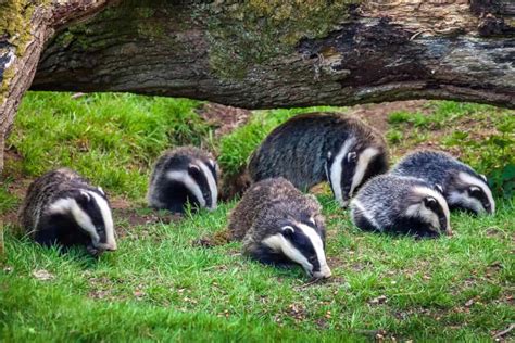 Where Do Badgers Live? - Exploring the badger Habitat