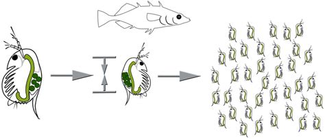 Life history adaptations under fish predation. Resources are shifted ...