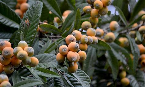 How to Grow a Loquat Tree For Big Harvests - Epic Gardening