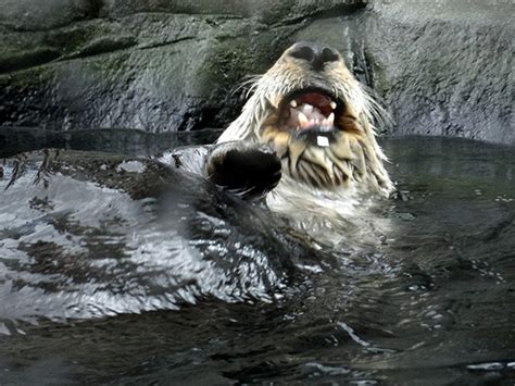 Sea Otter Is Eating Seefood. See? Food! — The Daily Otter