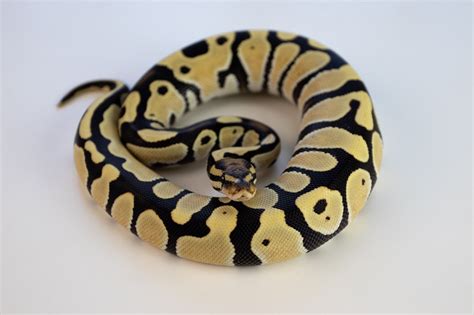 13 Types of Ball Python Morphs (Pictures & Terminology)