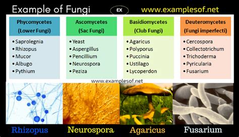 20 Examples of Fungi - Phycomycetes, Ascomycetes, Basidiomycetes and Deuteromycetes | ExamplesOf.net