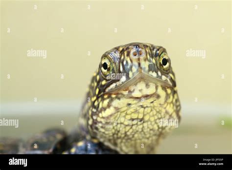 Turtle head closeup Stock Photo - Alamy