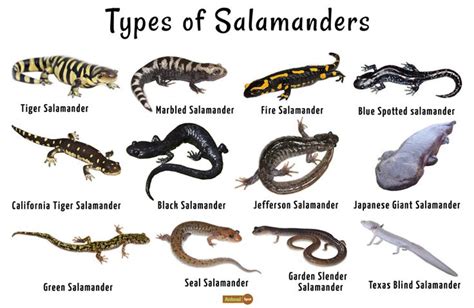 Salamander - Facts, Habitat, Life Cycle, Diet and Pictures | Salamander, Tiger salamander ...