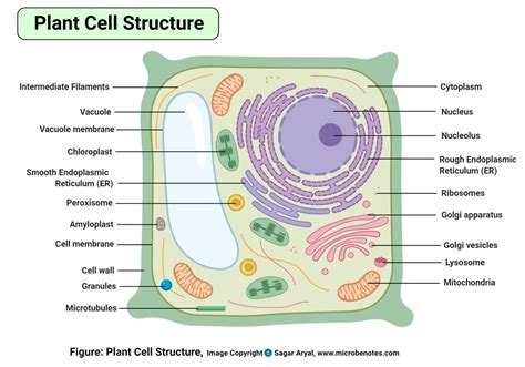 Plant Cell Worksheet Answers – E Street Light