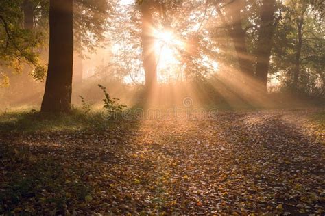 Sunrise in foggy forest stock photo. Image of hdri, bright - 6777466